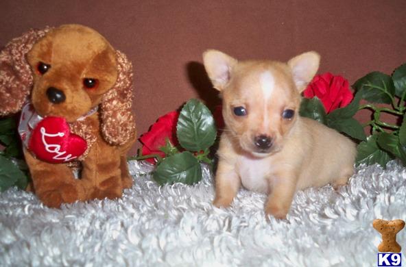 Puppies in LA